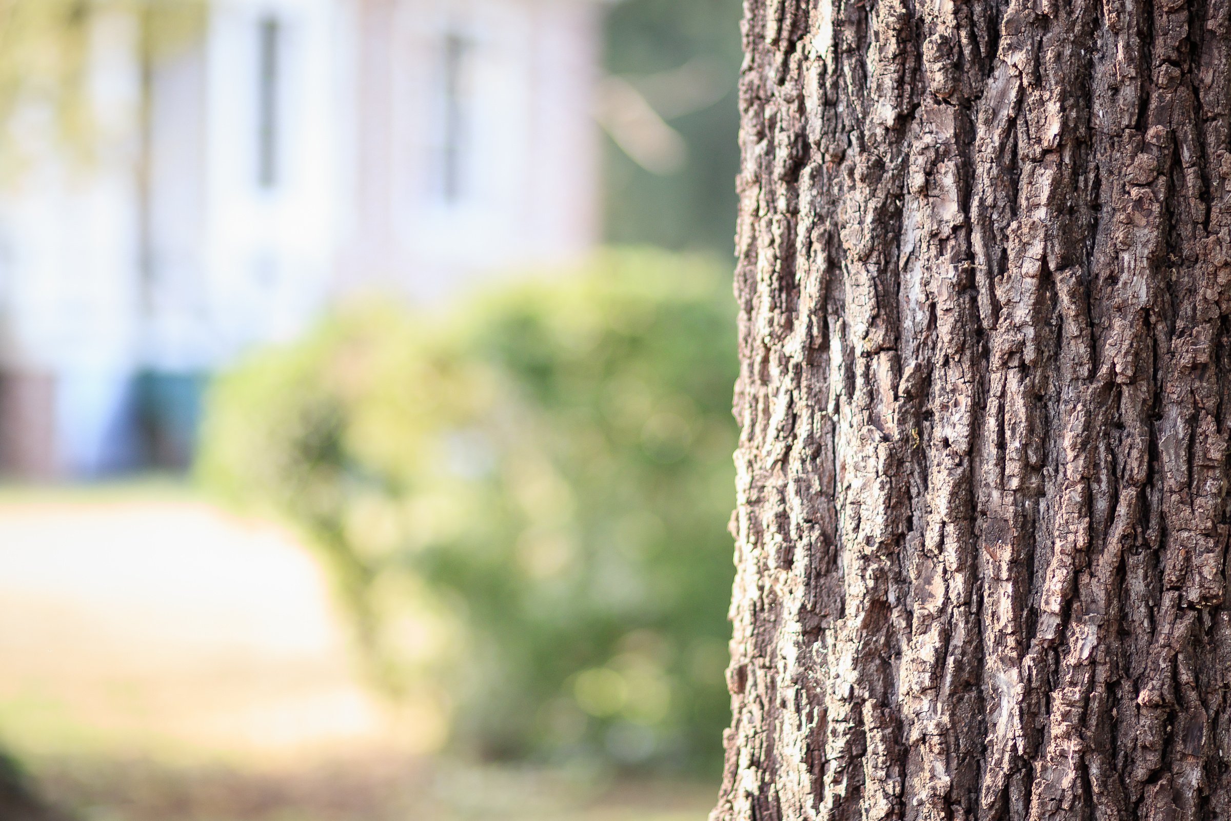 Brown Tree Trunk